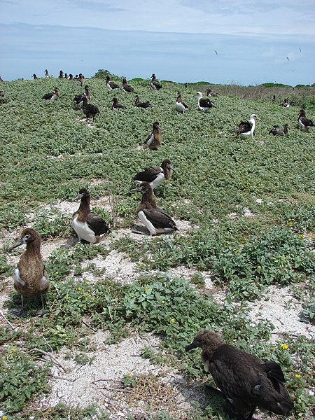 File:Starr-080605-6637-Tribulus cistoides-habit with Laysan and black footed albatross-Eastern Island-Midway Atoll (24546657899).jpg