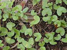 סטאר 020803-0094 Centella asiatica.jpg