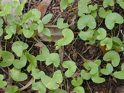 420px-Starr_020803-0094_Centella_asiatica.jpg