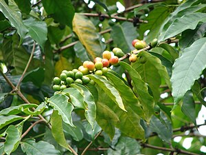 Coffea arabica (fruit).