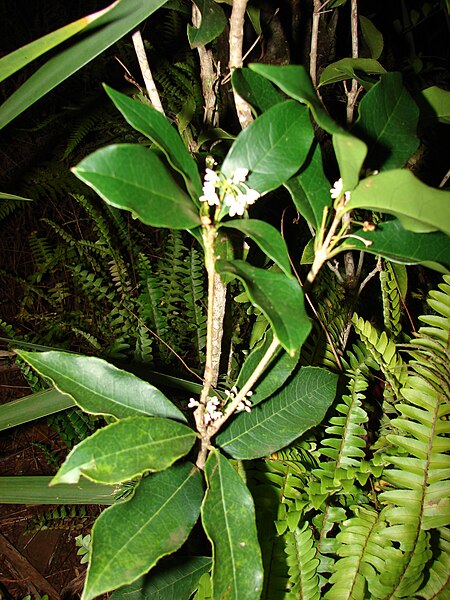 File:Starr 070404-6726 Osmanthus fragrans.jpg