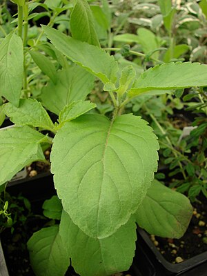 Ocimum Tenuiflorum: Distribuzione e habitat, Etimologia, Storia