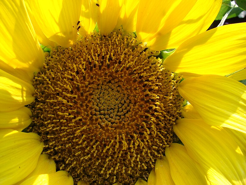 File:Starr 080914-9892 Helianthus annuus.jpg