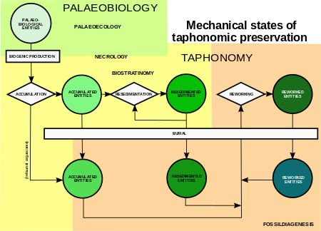 Conceptual relationships of biostratinomic processes (yellow) with paleoecology and necrology (green) and fossildiagenesis (orange). States of taphonomic preservation.svg