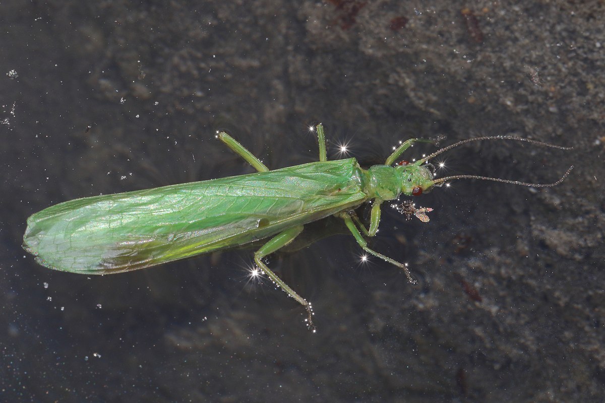 Stonefly - Green (Double) – Gaspé Fly Company