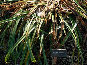 Sternbergia - autumn daffodil.JPG