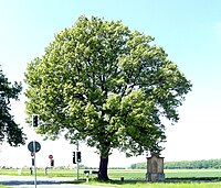 Pedunculate oak at the Magnus monument in Leveste