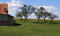 Streuobstbäume im Landschaftsschutzgebiet Hessische Rhön