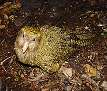 Kakapo