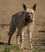 Adult Striped hyena. Striped Hyena Adult.jpg