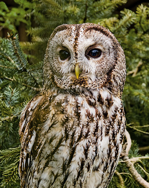 File:Strix aluco (Linnaeus, 1758).jpg