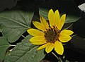 Small Sunflower