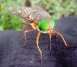 Tabanus - Genus of Fly - Werrington Downs Sydney.jpg