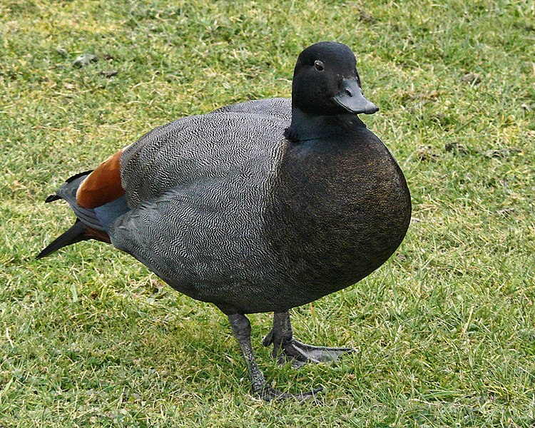 File:Tadorna variegata -Picton, Marlborough, New Zealand -male-8.jpg