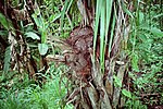 Miniatura para Phytelephas macrocarpa