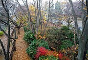 小金井公園正門付近。無類の名所であった“小金井桜”の後裔にあたる桜木（画面左）がひっそりと遺る （小金井市 北緯35度42分45.46秒 東経139度31分05.36秒﻿ / ﻿北緯35.7126278度 東経139.5181556度﻿ / 35.7126278; 139.5181556﻿ (小金井公園正門付近)）