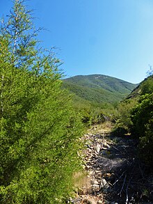 Tecate Cypress in the Otay Mountain Wilderness Tecate CypressOtay.jpg