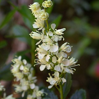 <i>Tetracarpaea</i> Genus of flowering plants