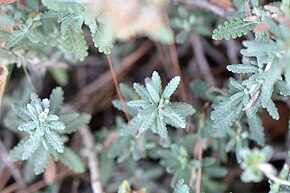 Afbeeldingsbeschrijving Teucrium polium subsp.  clapae.JPG.