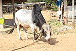 Thumbnail for Tharparkar cattle