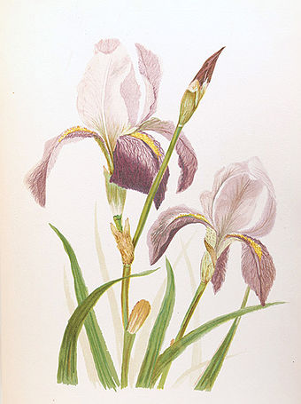 Painting of iris from Emma Homan Thayer's Wild Flowers of Colorado (1885) Thayer iris-WFC.jpg