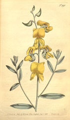 "[ 490 ] Crotalaria Juncea. Channel'd-Stalk'd Crotalaria."