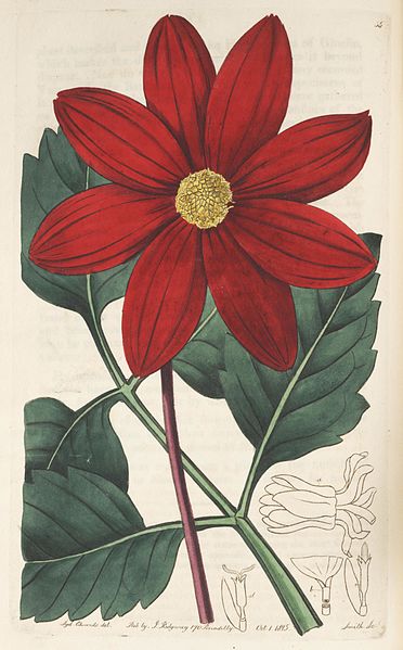 File:The Botanical register (Plate 55) BHL8438.jpg