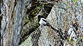 The Eurassian Magpie - A common sight in Kargil.jpg