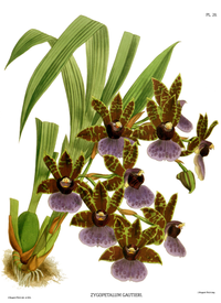 plate 28 Zygopetalum gautieri Zygopetalum maxillare