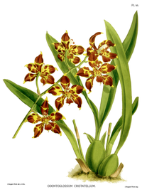 plate 66 Odontoglossum cristatellum Oncidium lehmannii