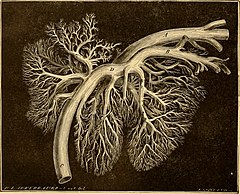 Category:Horse circulatory system - Wikimedia Commons