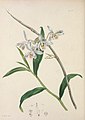 Dendrobium amoenum (1840)