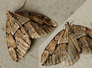 Juniper carpet Species of moth