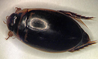 <i>Thermonectus basillaris</i> Species of beetle