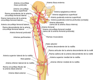 Thigh arteries schema es.svg