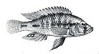 Thoracochromis wingatii