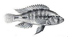 Thoracochromis wingatii.jpg