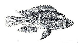 Drawing of the holotype from "The Fishes of the Nile" by George Albert Boulenger