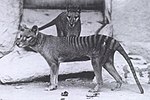 זוג זאבים טסמניים בגן חיות בארצות הברית בשנת 1902
