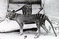 Thylacine