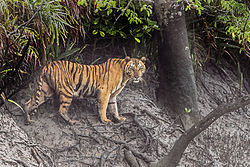 Tiger Sundarbans Tiger Reserve 22.07.2015.jpg