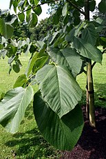 Tilia americana var. heterophylla (syn. Tilia heterophylla)