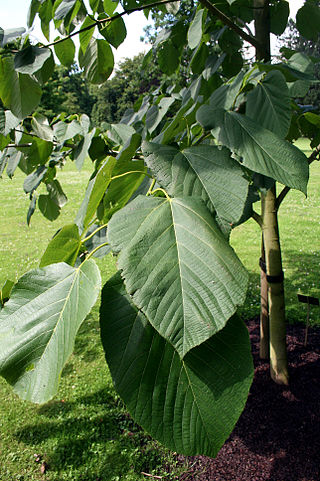 Fortune Salaire Mensuel de Tilia Heterophylla Combien gagne t il d argent ? 10 000,00 euros mensuels