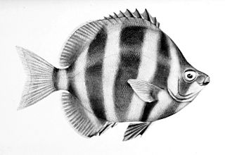 <span class="mw-page-title-main">Moonlighter (fish)</span> Species of fish