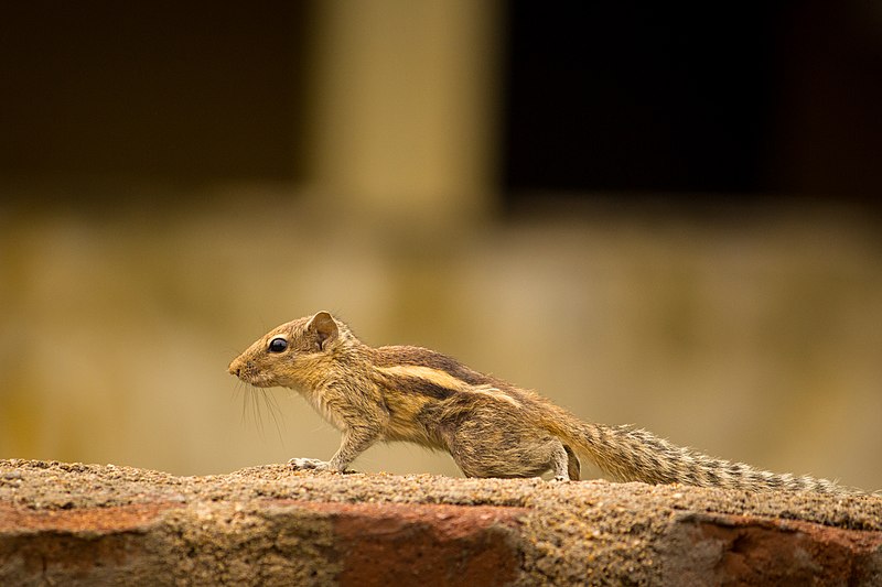 File:Tiny squirrel.jpg