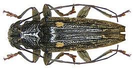 Tmesisternus discomaculatus