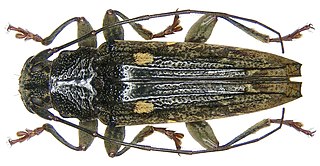 <i>Tmesisternus discomaculatus</i> Species of beetle
