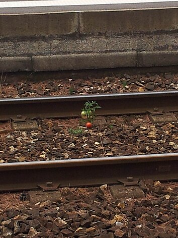 Tomates en gare de Villeneuve-Loubet, Juillet 2014