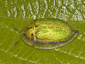 Tortoise Beetle (Physonota helianthi).jpg