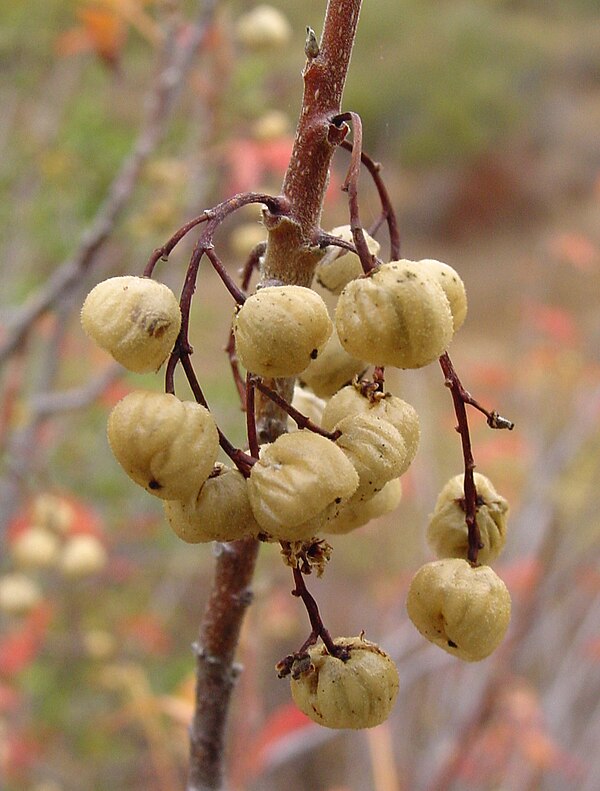 Ягода корень. Toxicodendron diversilobum. Дубовые ягоды. Ягоды на дубе. Ядовитый дуб.